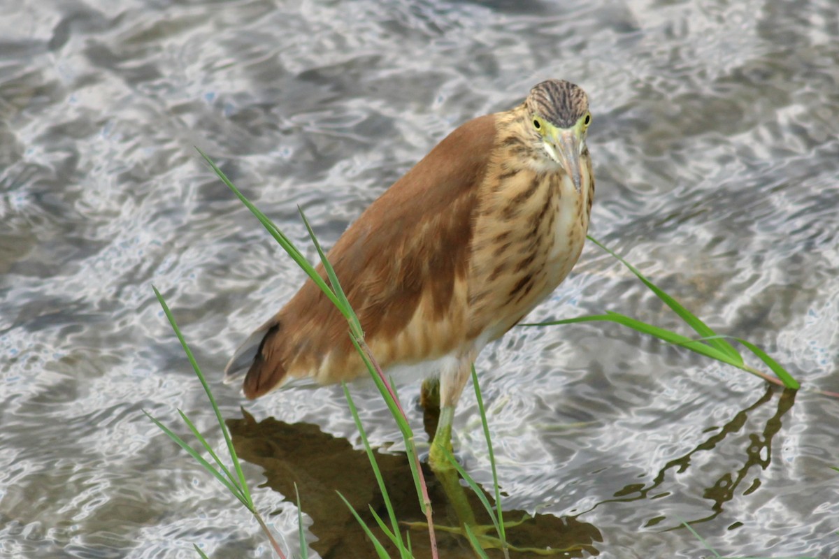 Squacco Heron - ML640005887