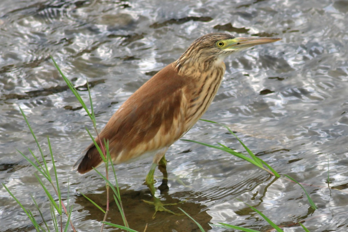 Squacco Heron - ML640005888