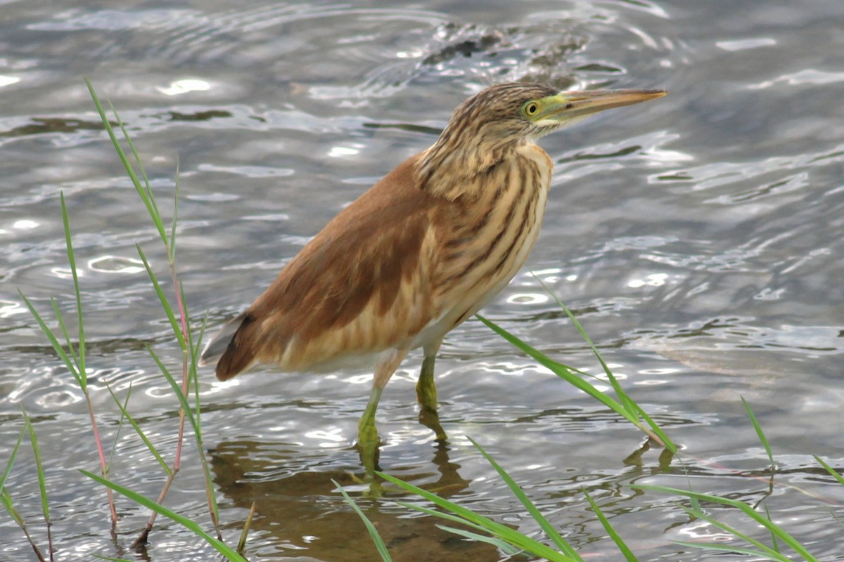 Squacco Heron - ML640005889