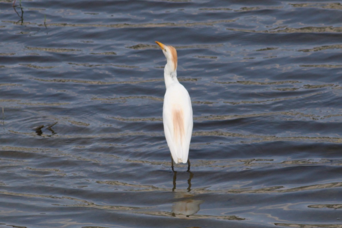 Western Cattle-Egret - ML640005900