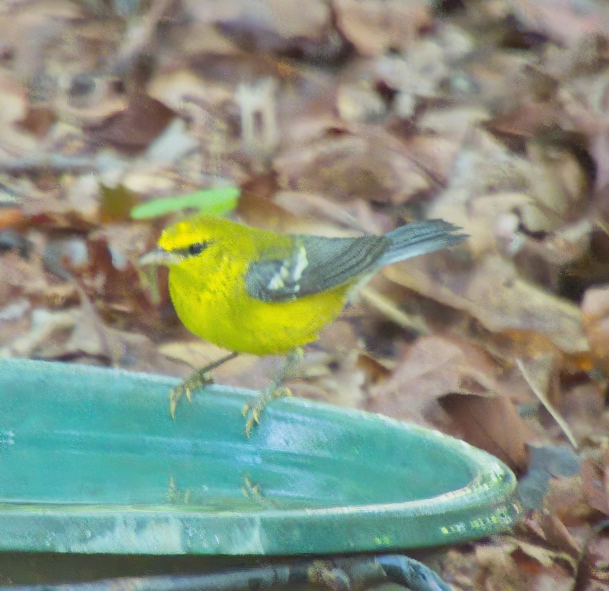 Blue-winged Warbler - ML640005928