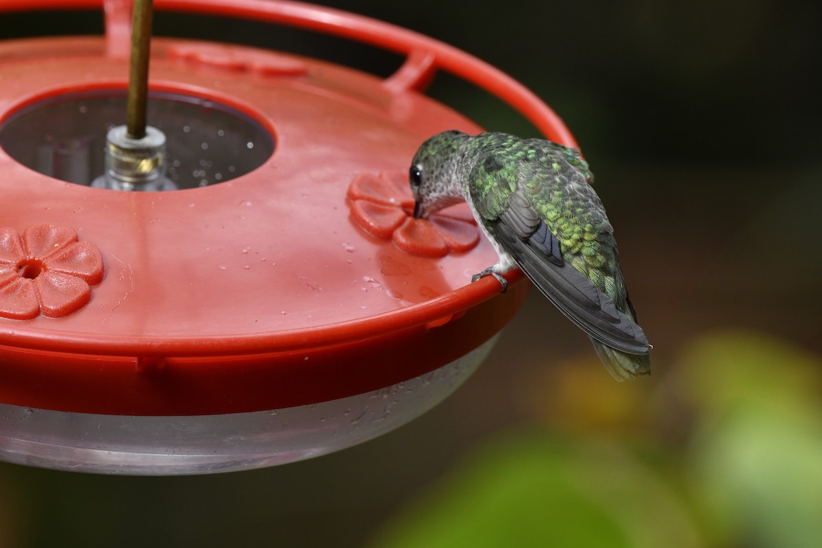 Green-and-white Hummingbird - ML640005957