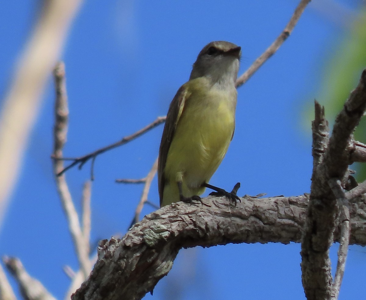 Lemon-bellied Flyrobin - ML640005993