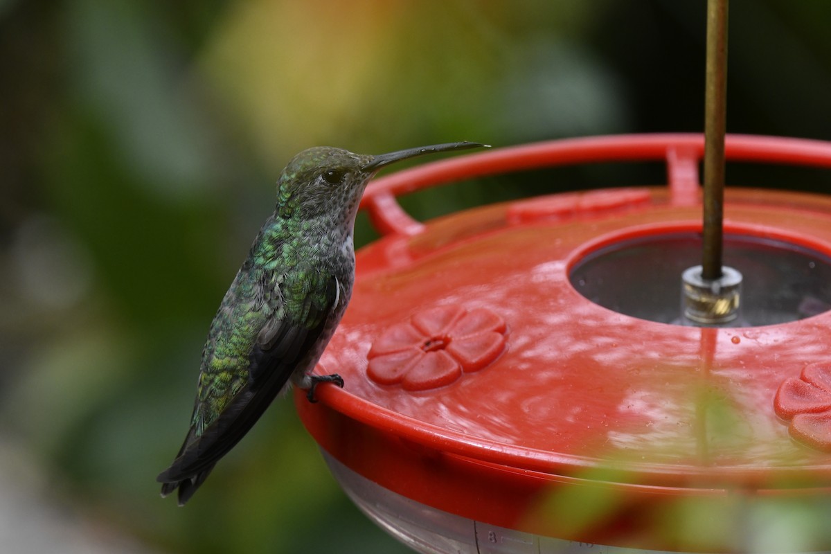 Green-and-white Hummingbird - ML640005994