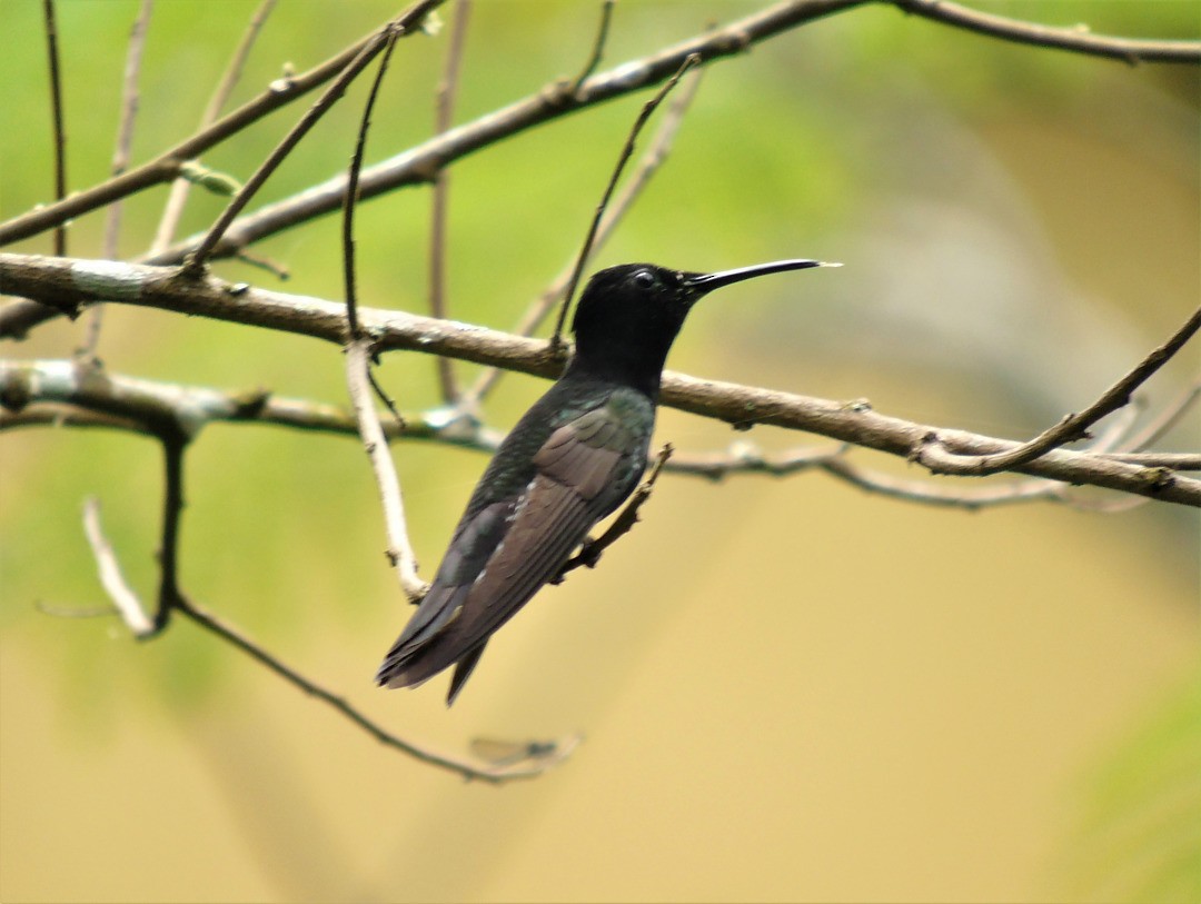Black Jacobin - ML640006003