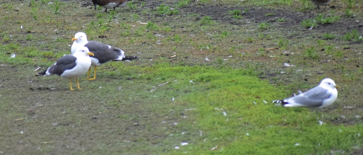 Lesser Black-backed Gull - ML640006028