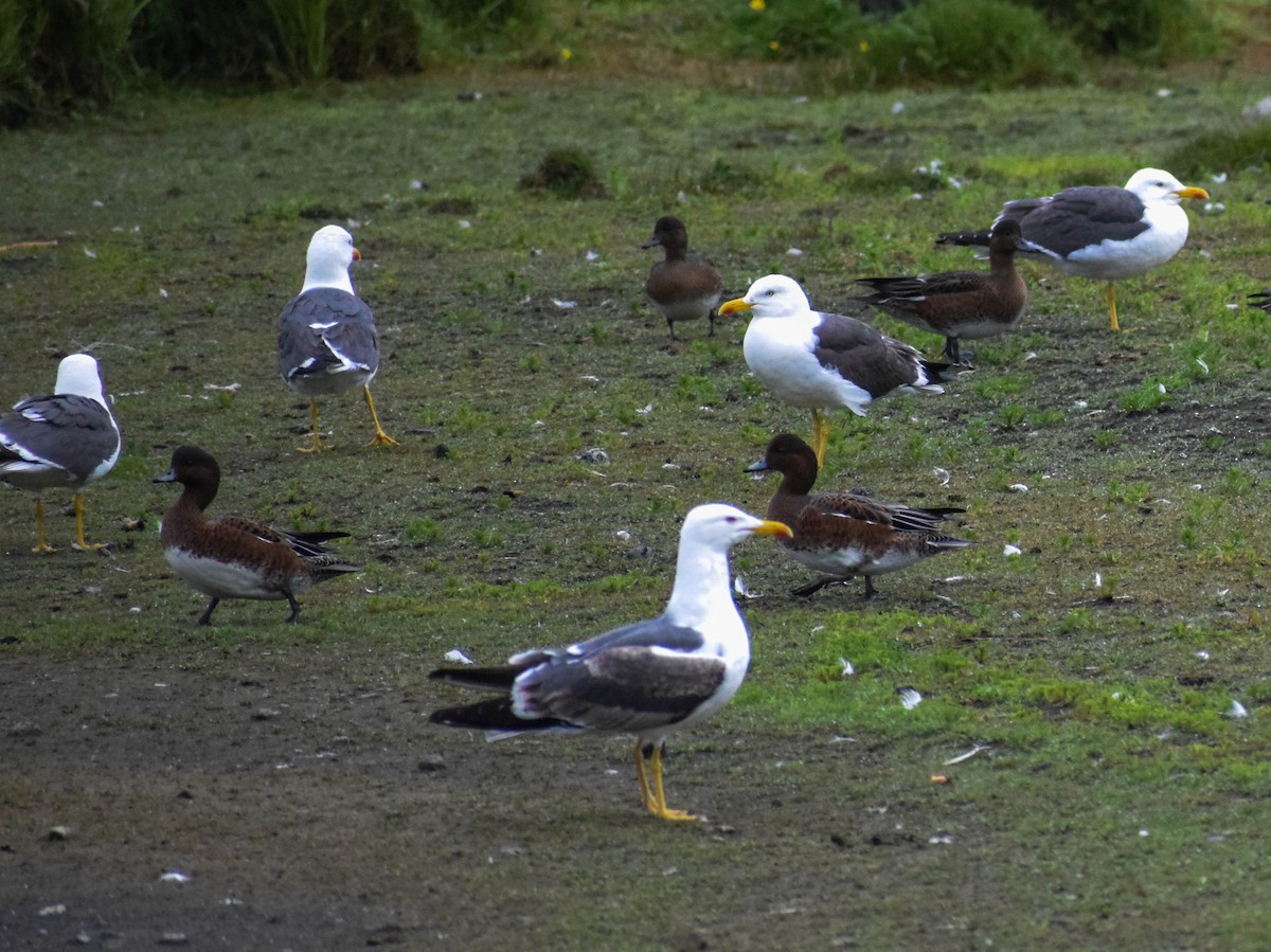 Lesser Black-backed Gull - ML640006029
