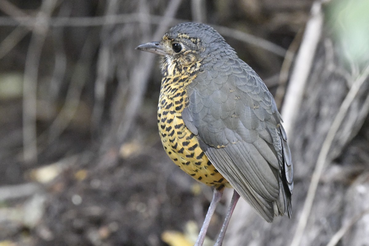 Undulated Antpitta - ML640006049