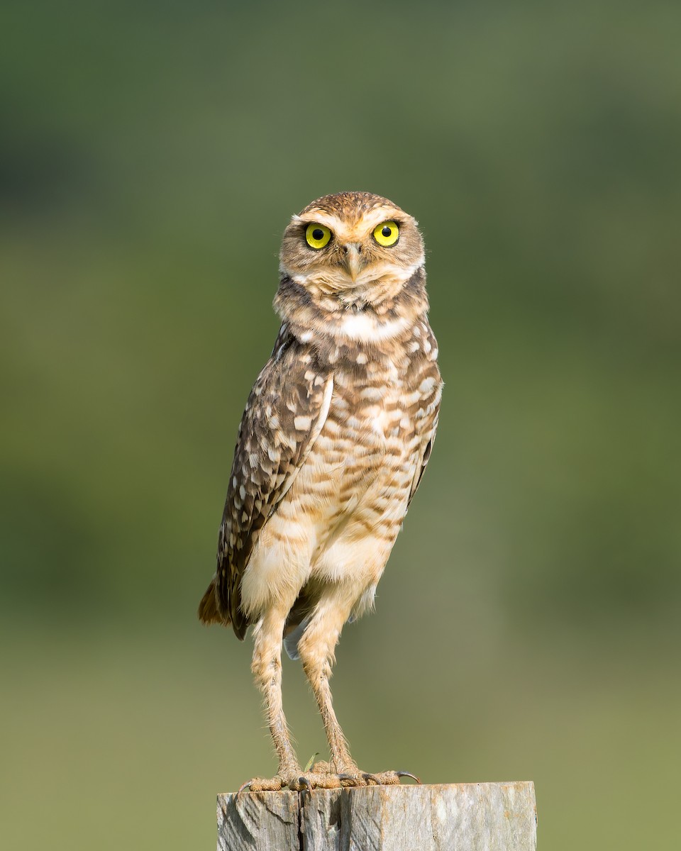 sýček králičí - ML640006067