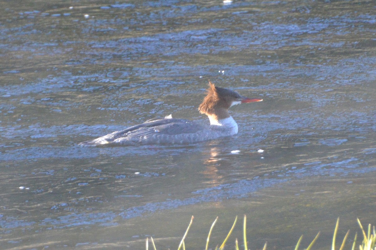 カワアイサ - ML640006068