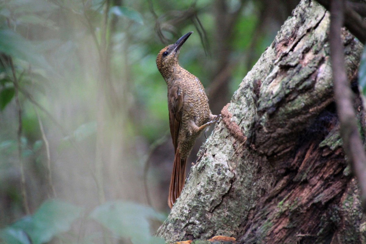 Northern Barred-Woodcreeper - ML640006099