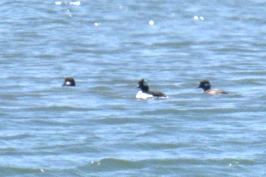 Bufflehead - ML640006131