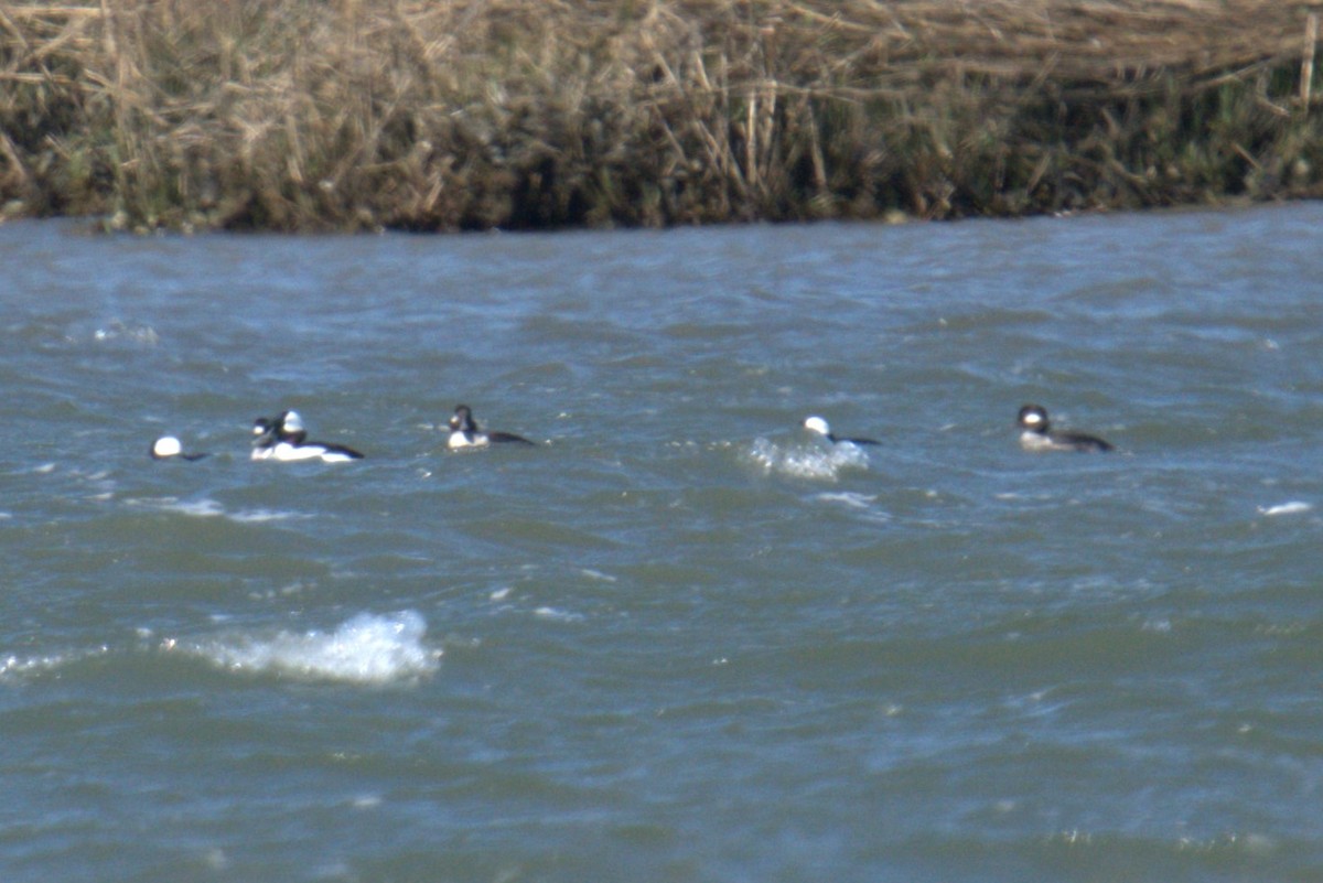 Bufflehead - ML640006132