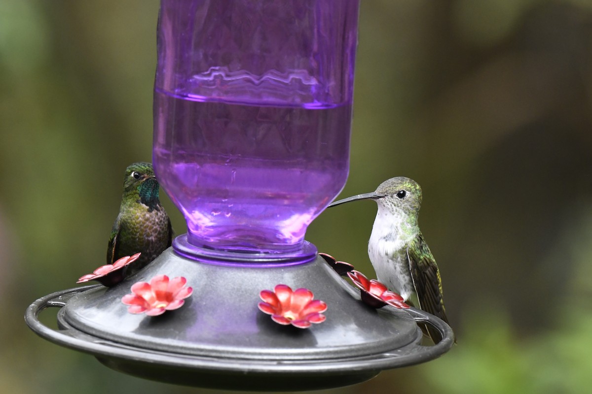 Green-and-white Hummingbird - ML640006162