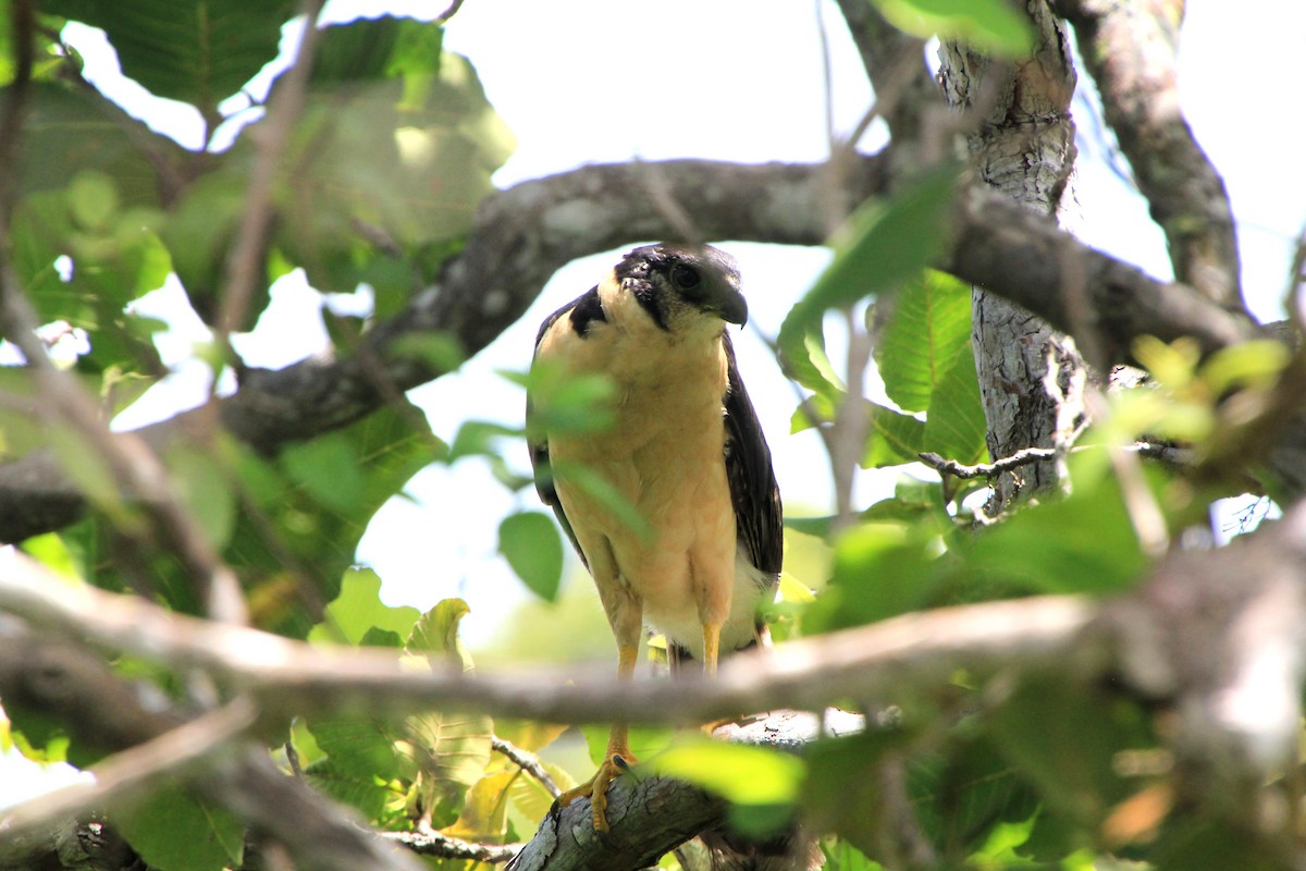 Collared Forest-Falcon - ML640006176