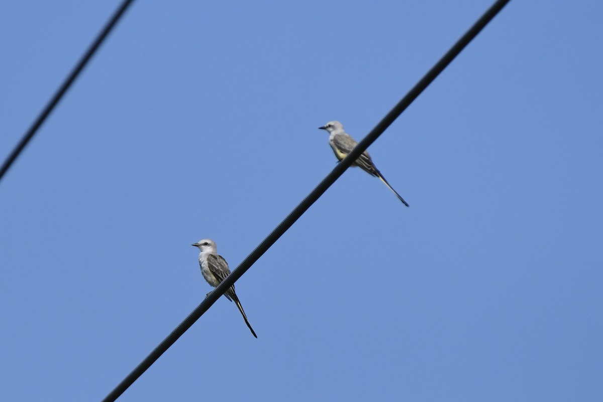 Scissor-tailed Flycatcher - ML640006186