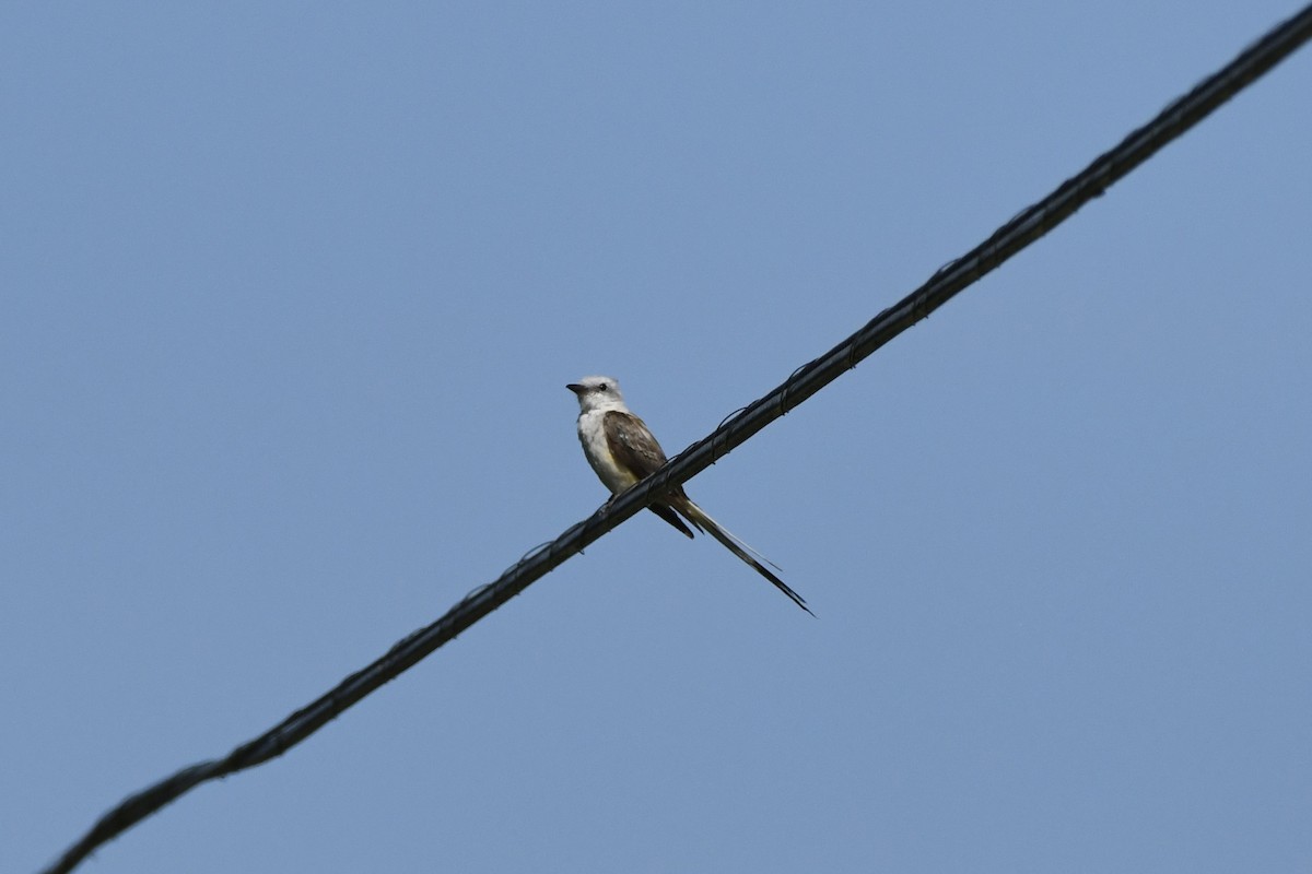 Scissor-tailed Flycatcher - ML640006187