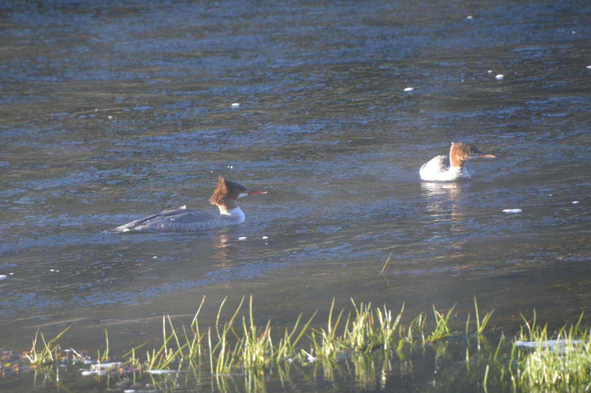 カワアイサ - ML640006242