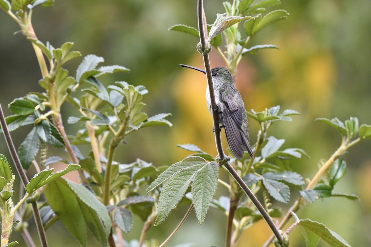 Green-and-white Hummingbird - ML640006420