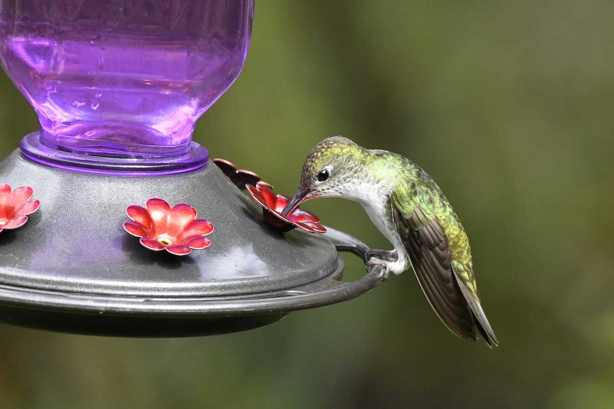 Green-and-white Hummingbird - ML640006685