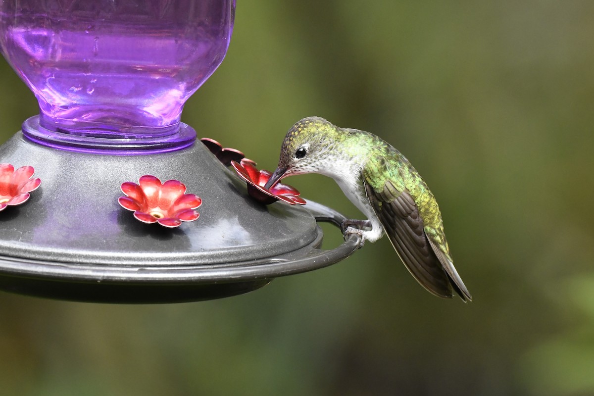 Green-and-white Hummingbird - ML640006694