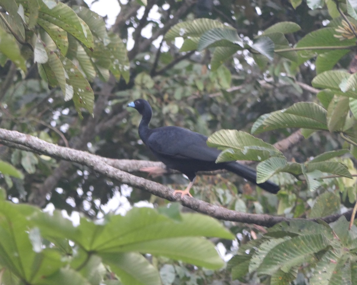 Wattled Guan - ML640006751