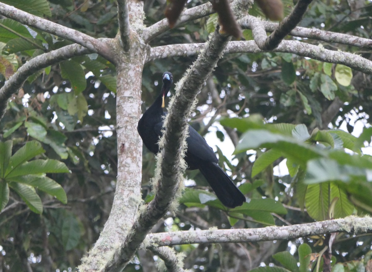Wattled Guan - ML640006752