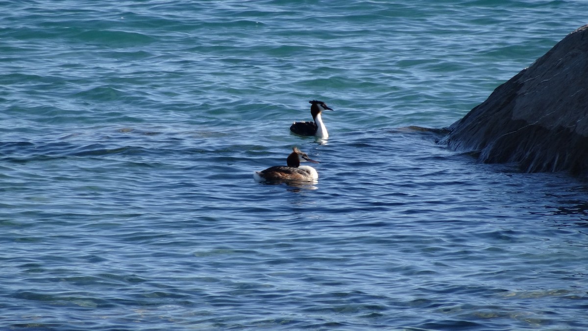 Great Crested Grebe - ML640006754