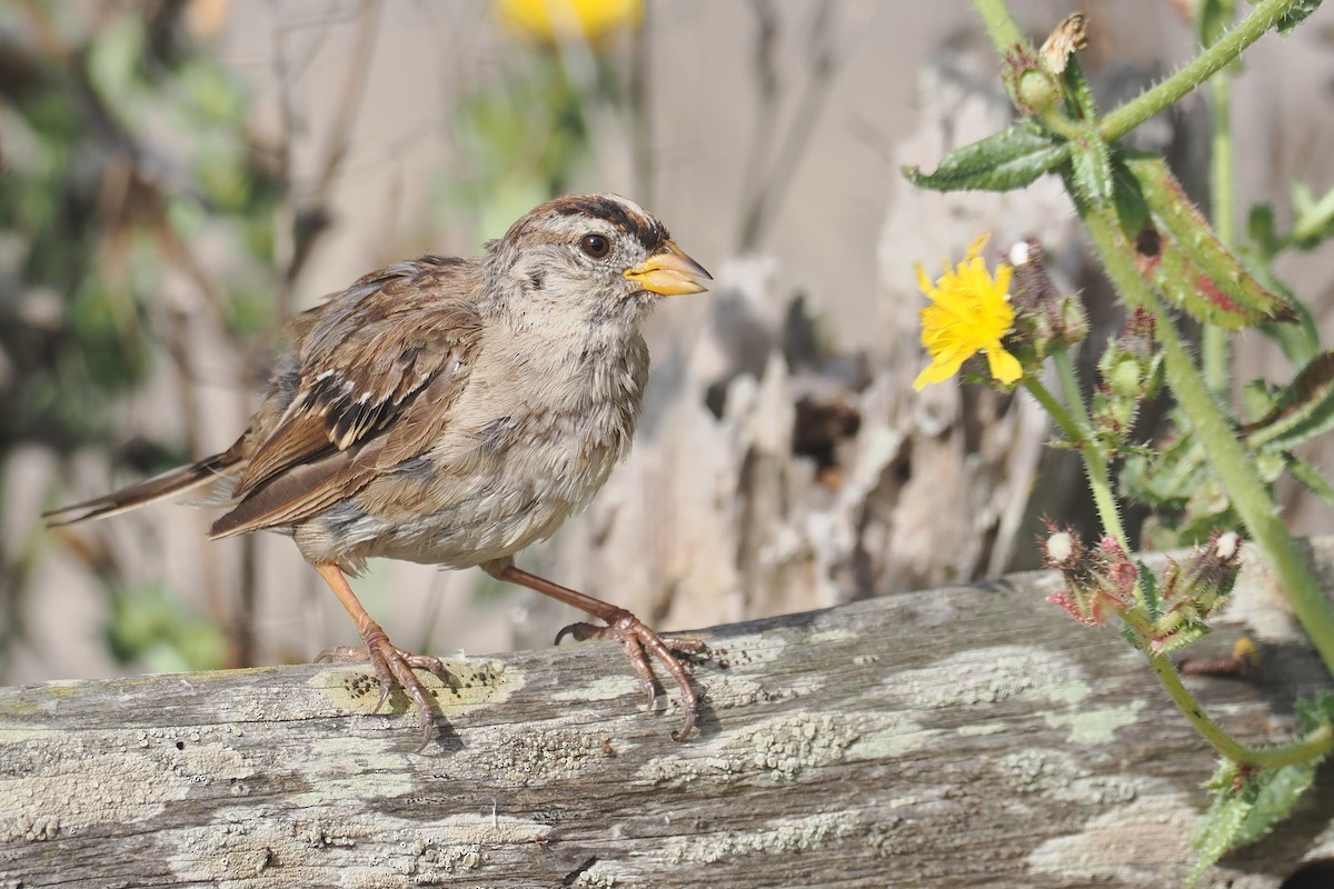 White-crowned Sparrow - ML640006778