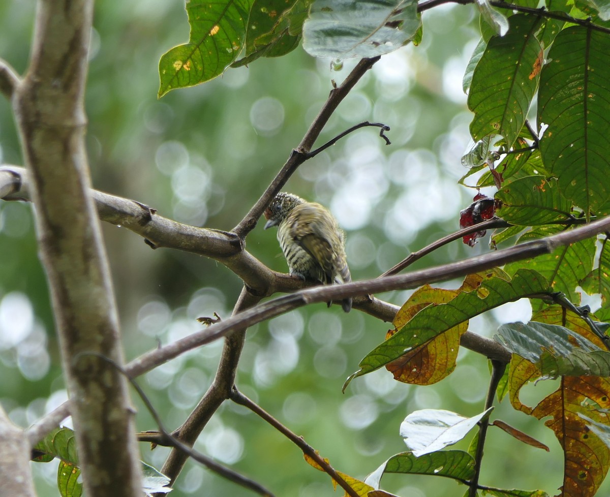 Lafresnaye's Piculet - ML640006820