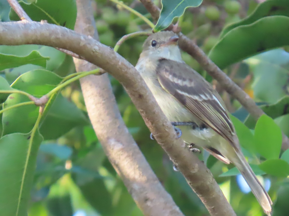 Caribbean Elaenia - ML640006900