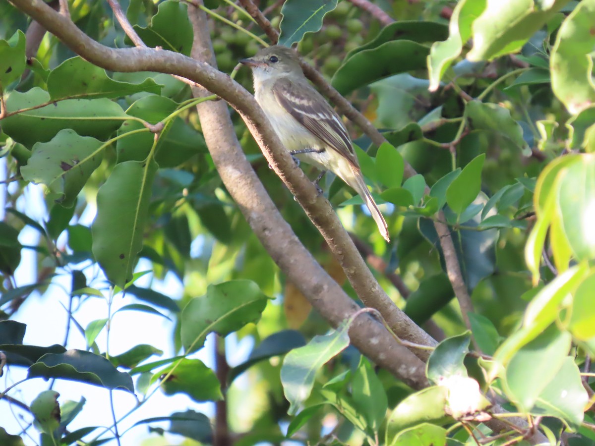 Caribbean Elaenia - ML640006902