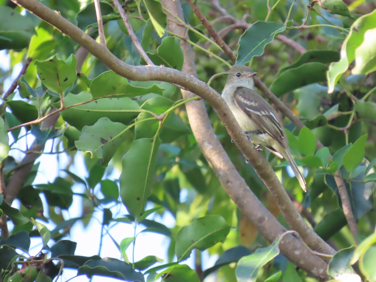 Caribbean Elaenia - ML640006904