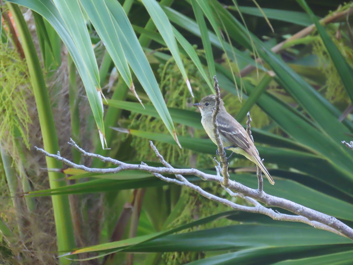 Caribbean Elaenia - ML640006905