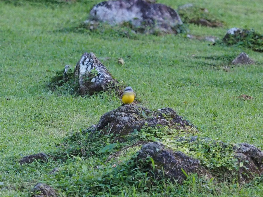 Tropical Kingbird - ML640007046