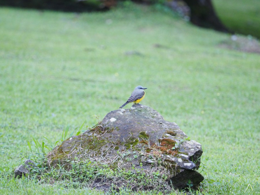 Tropical Kingbird - ML640007047