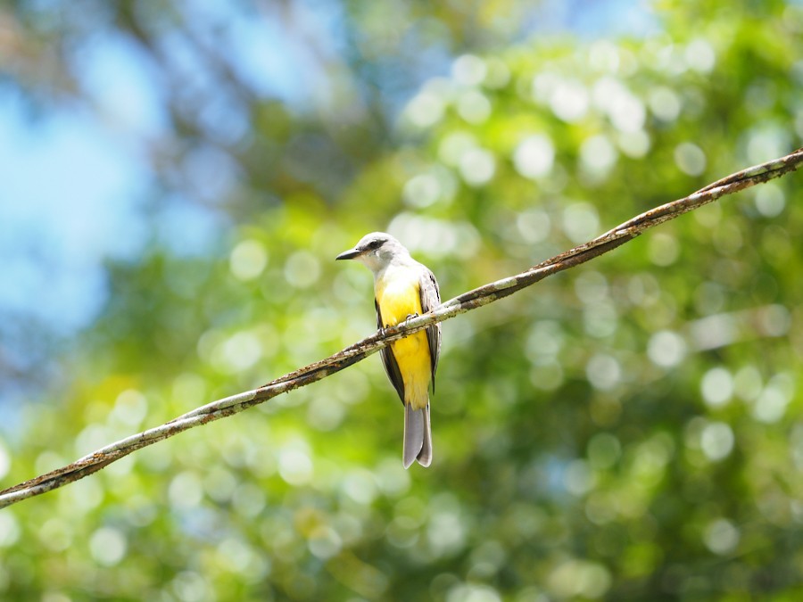 Great Kiskadee - ML640007064