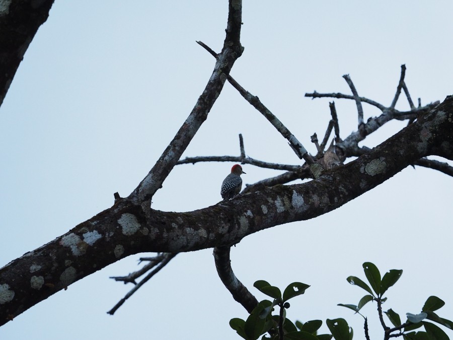 Red-crowned Woodpecker - ML640007123