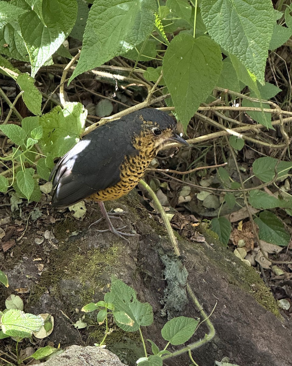 Undulated Antpitta - ML640007126