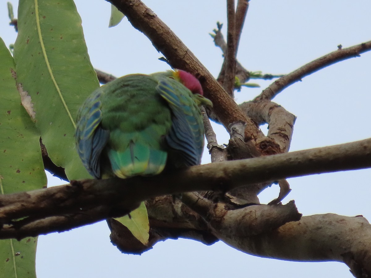 Rose-crowned Fruit-Dove - ML640007127