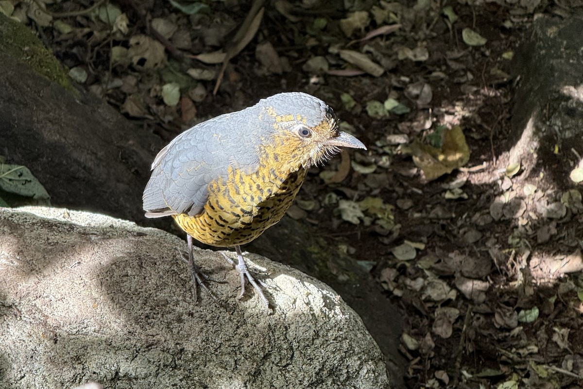 Undulated Antpitta - ML640007135