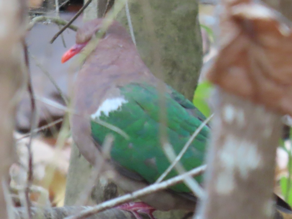 Pacific Emerald Dove - ML640007154
