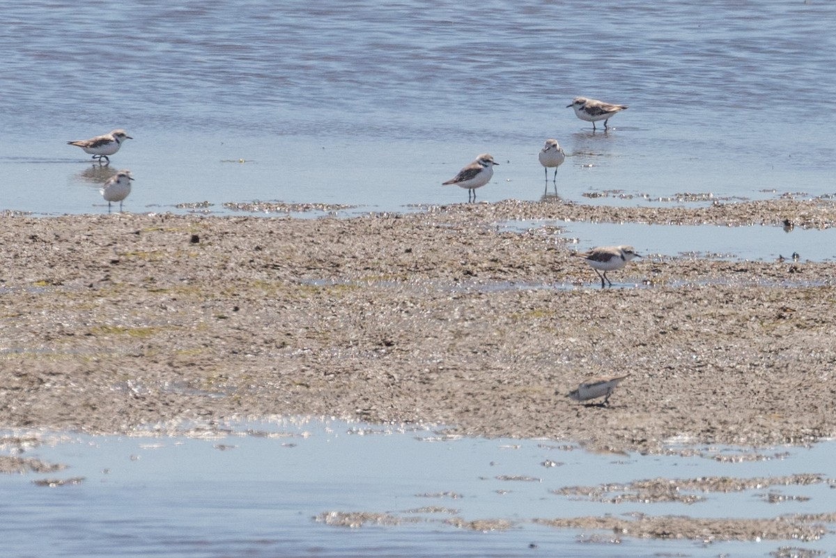 Snowy Plover - ML640007195