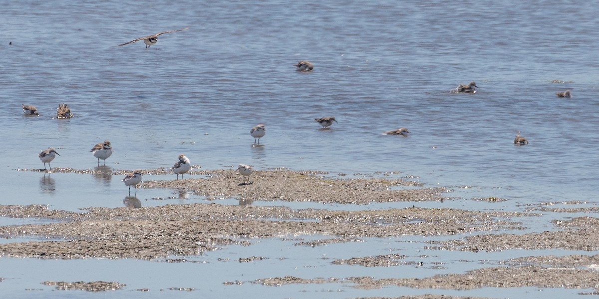 Snowy Plover - ML640007196