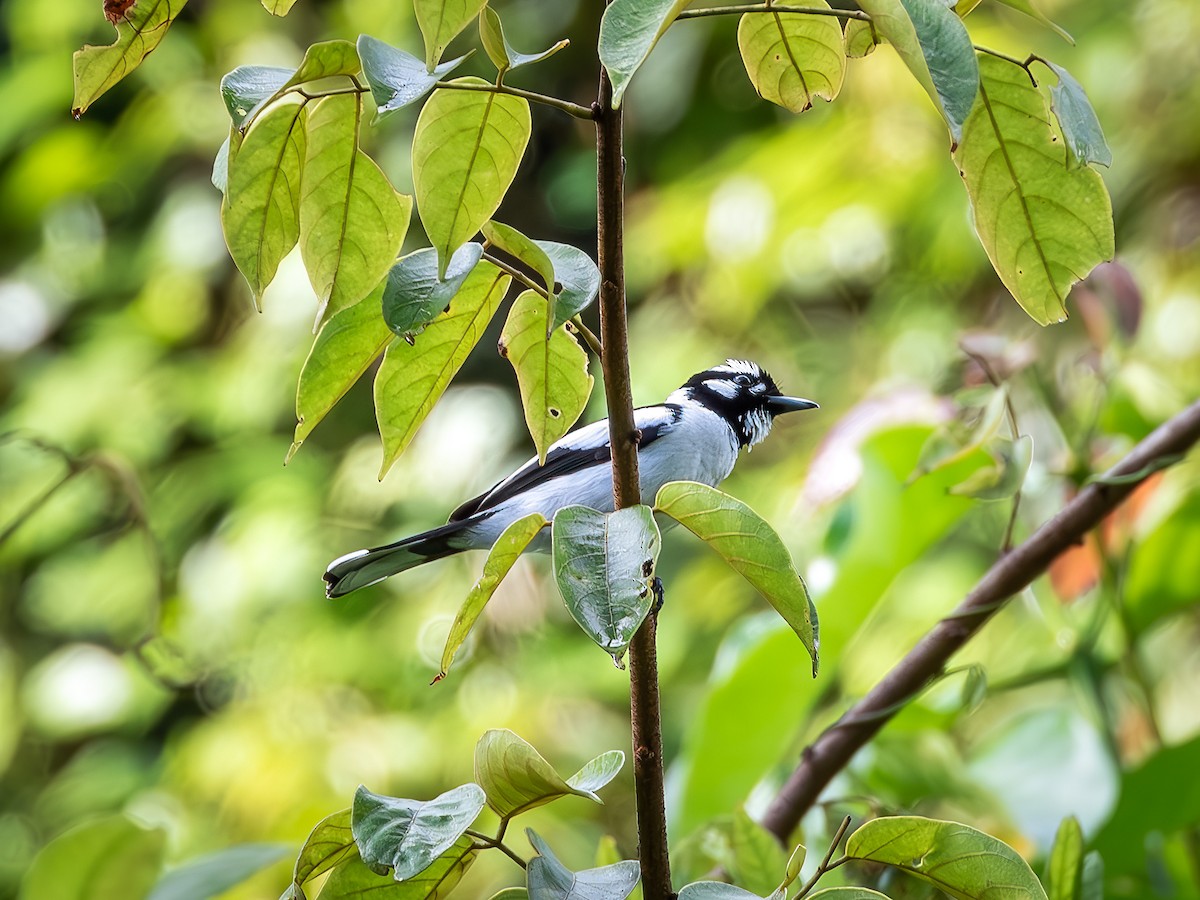 White-naped Monarch - ML640007203