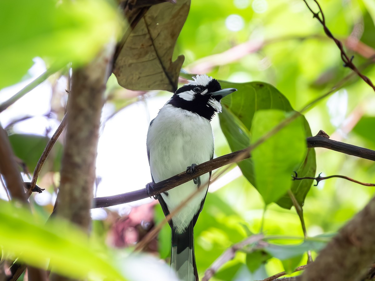 White-naped Monarch - ML640007204