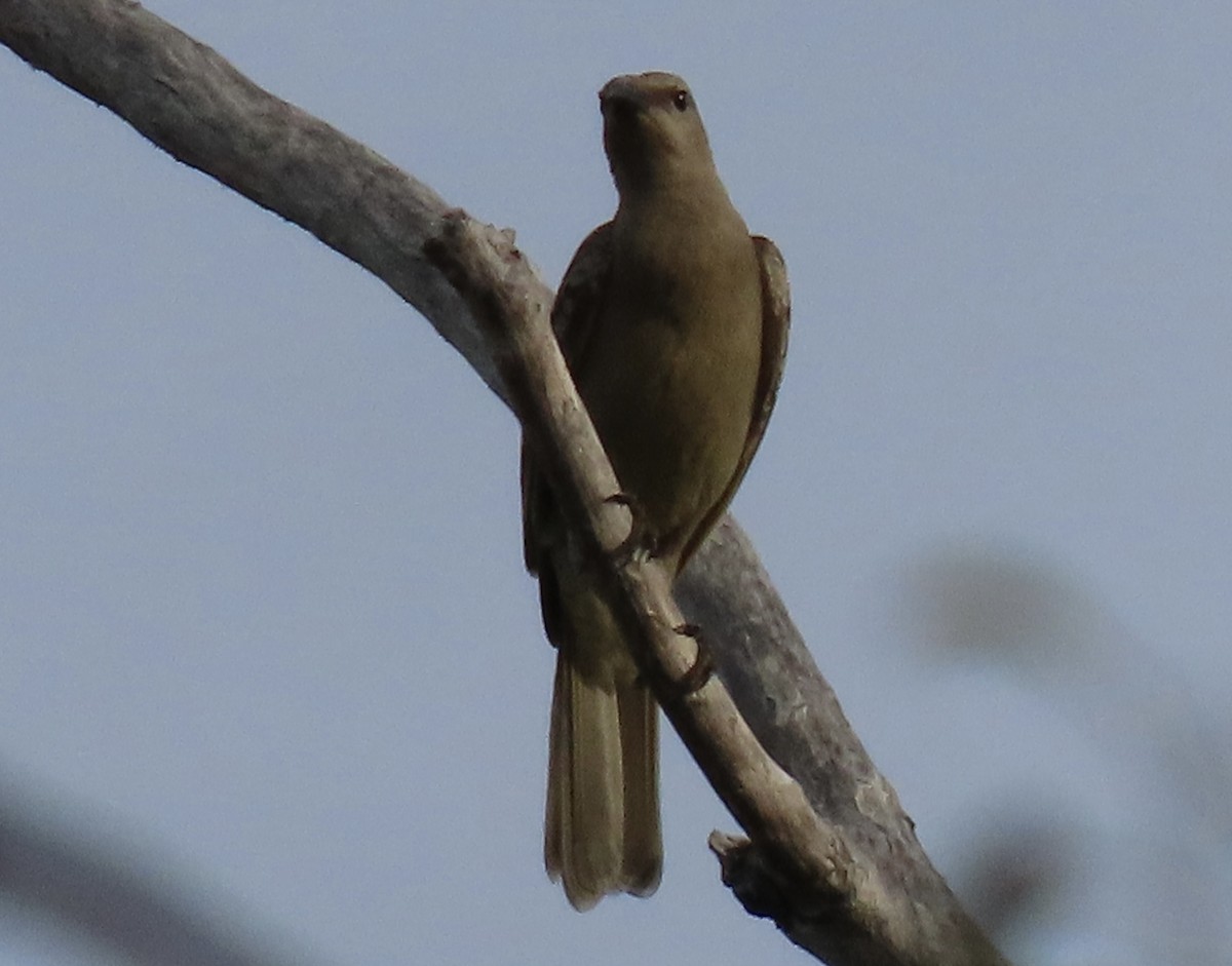 Great Bowerbird - ML640007216
