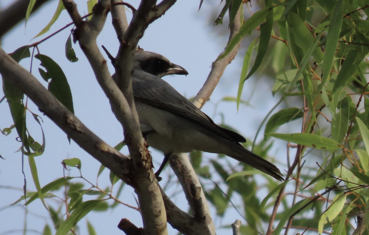 Black-faced Cuckooshrike - ML640007245