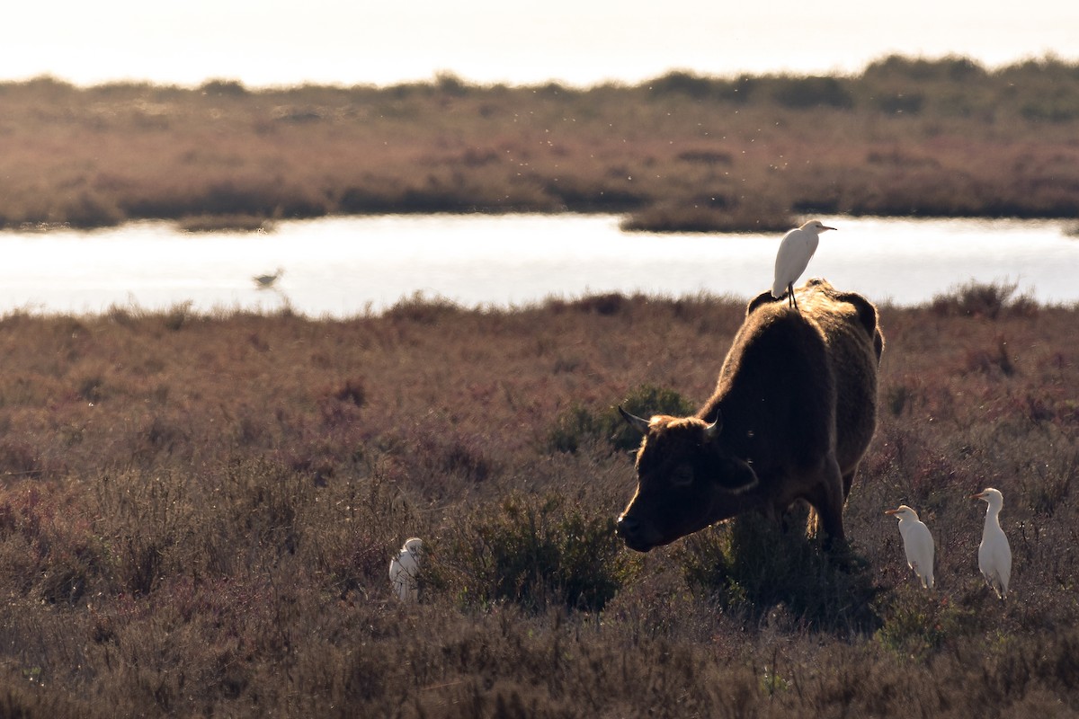 Western Cattle-Egret - ML640007271