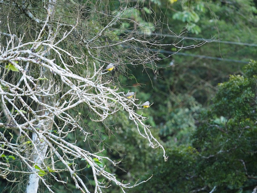 Tropical Kingbird - ML640007275